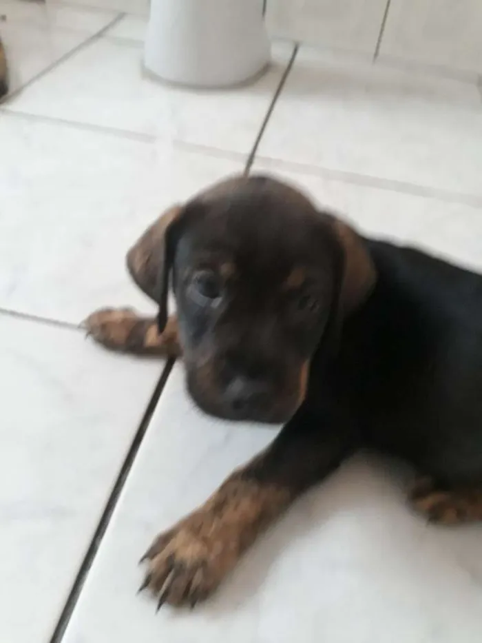 Cachorro ra a SRD idade Abaixo de 2 meses nome Filhotes