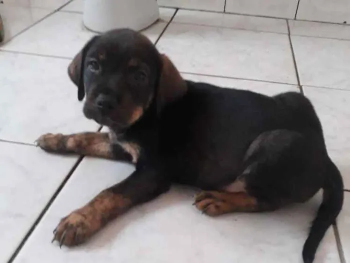 Cachorro ra a SRD idade Abaixo de 2 meses nome Filhotes