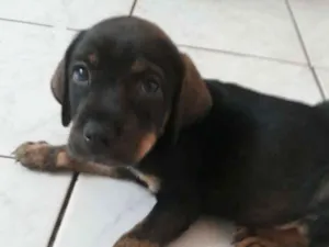 Cachorro raça SRD idade Abaixo de 2 meses nome Filhotes