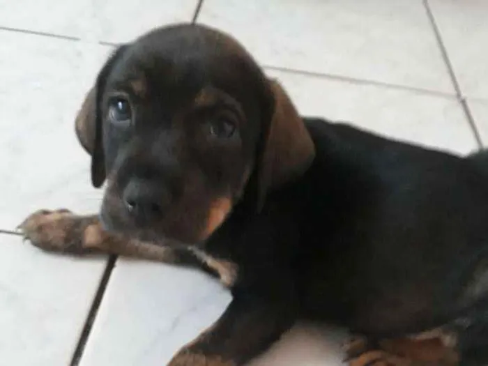 Cachorro ra a SRD idade Abaixo de 2 meses nome Filhotes
