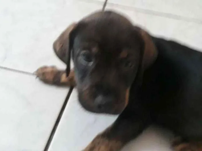 Cachorro ra a SRD idade Abaixo de 2 meses nome Filhotes