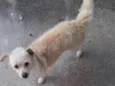 Mel