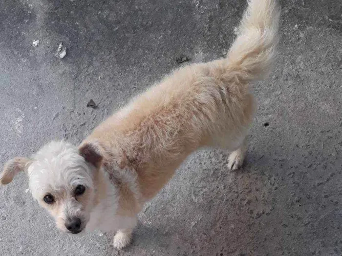 Cachorro ra a Indefinida idade 1 ano nome Mel