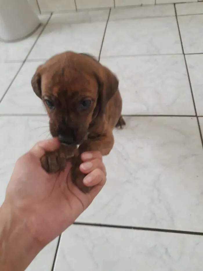 Cachorro ra a Srd idade Abaixo de 2 meses nome Tigresa