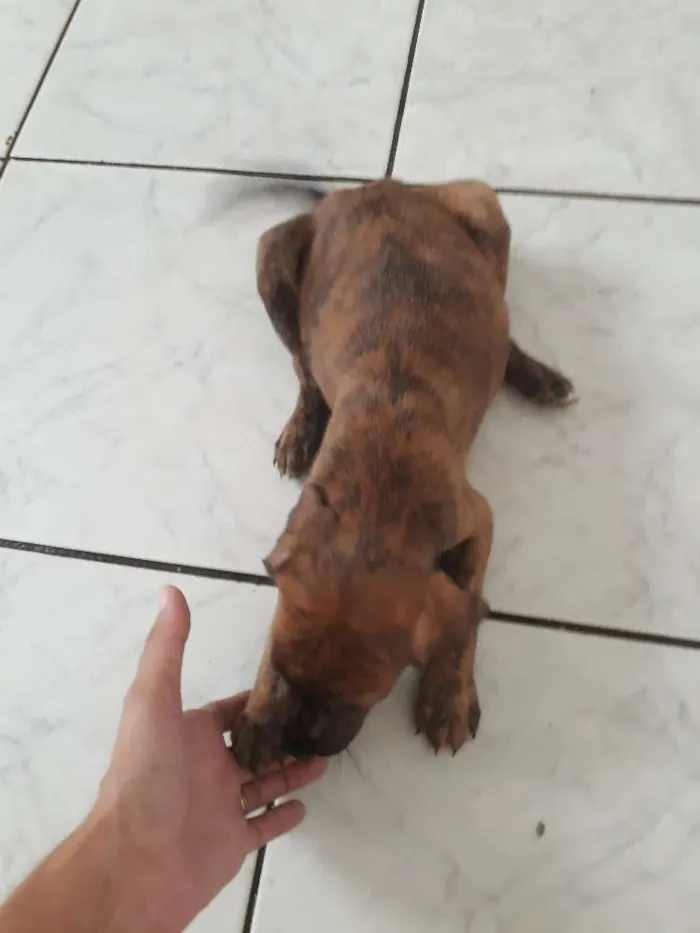 Cachorro ra a Srd idade Abaixo de 2 meses nome Tigresa