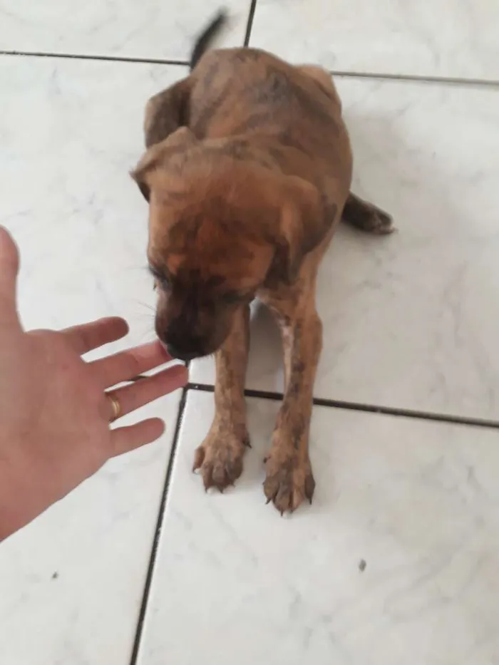 Cachorro ra a Srd idade Abaixo de 2 meses nome Tigresa