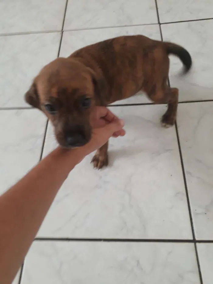 Cachorro ra a Srd idade Abaixo de 2 meses nome Tigresa