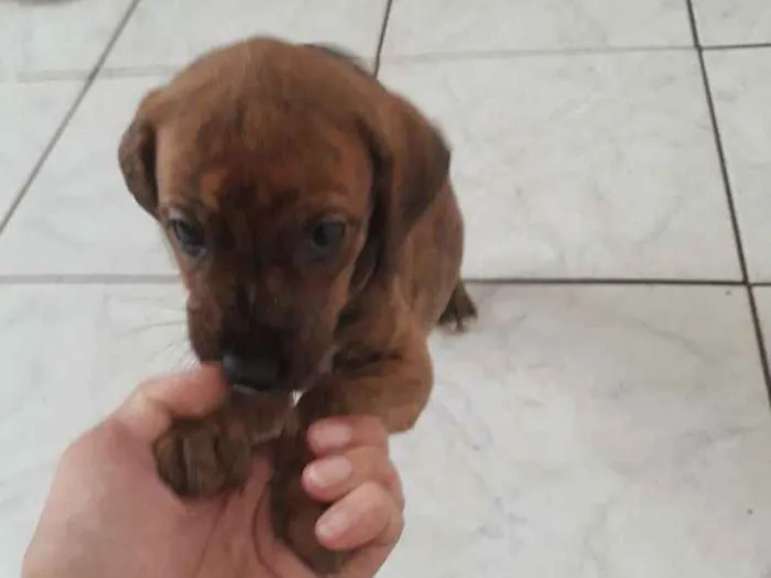 Cachorro ra a Srd idade Abaixo de 2 meses nome Tigresa