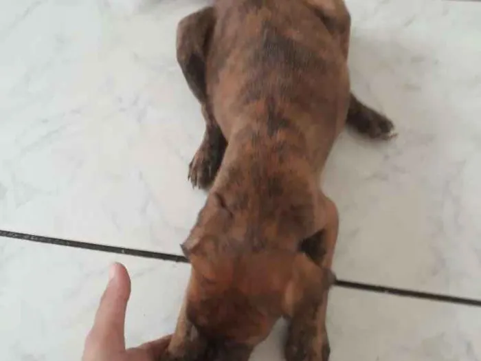 Cachorro ra a Srd idade Abaixo de 2 meses nome Tigresa