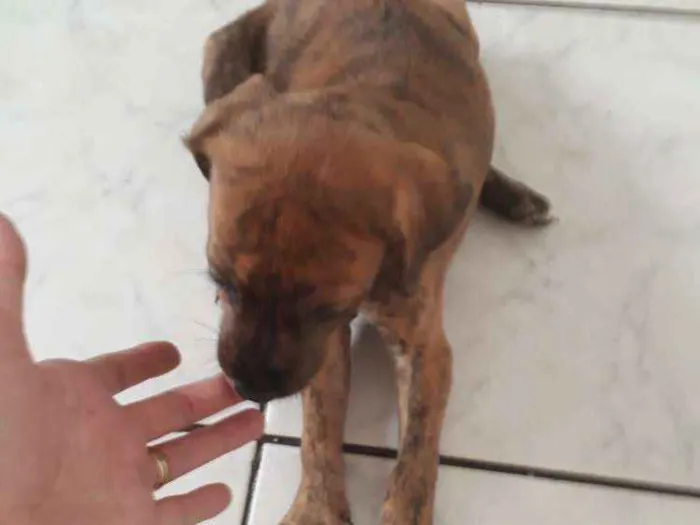 Cachorro ra a Srd idade Abaixo de 2 meses nome Tigresa