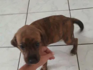 Cachorro raça Srd idade Abaixo de 2 meses nome Tigresa