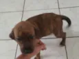 Tigresa