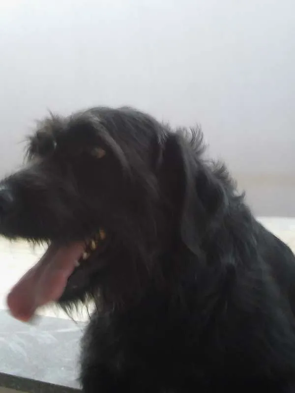Cachorro ra a Labrador com Pastor Alemão  idade 6 ou mais anos nome Marley