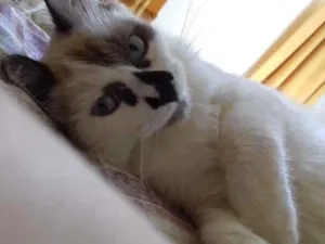 Gato raça Angora idade 7 a 11 meses nome Tico