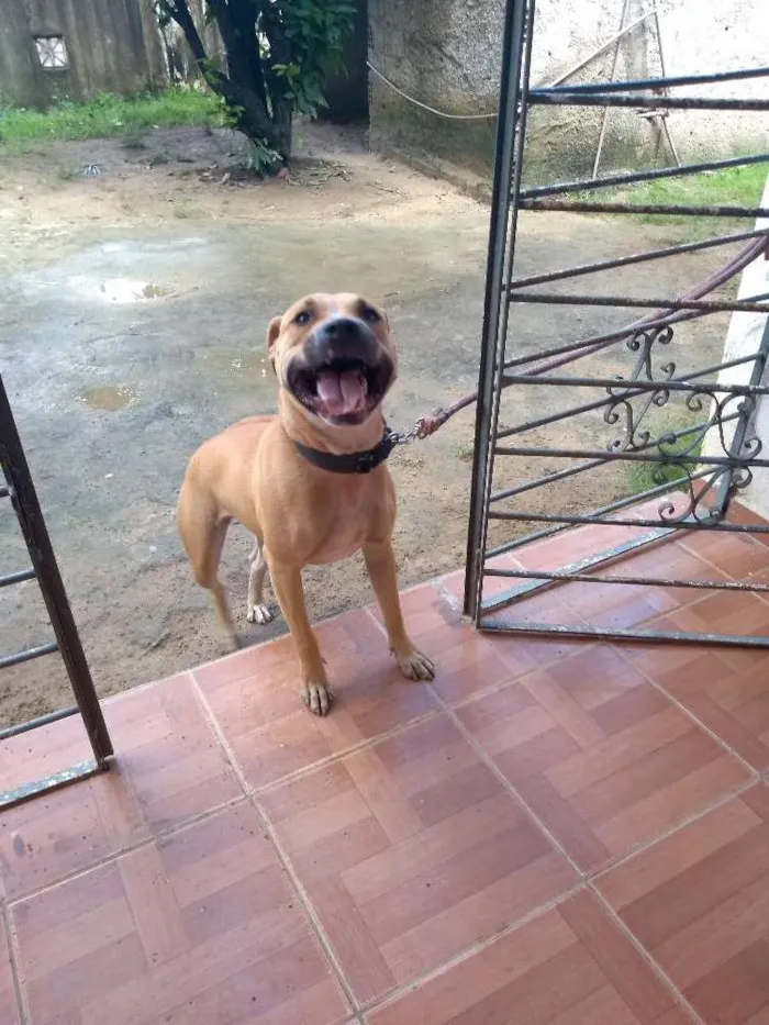 Cachorro ra a Bitbull idade 7 a 11 meses nome Kiara