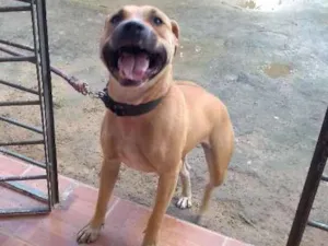 Cachorro raça Bitbull idade 7 a 11 meses nome Kiara