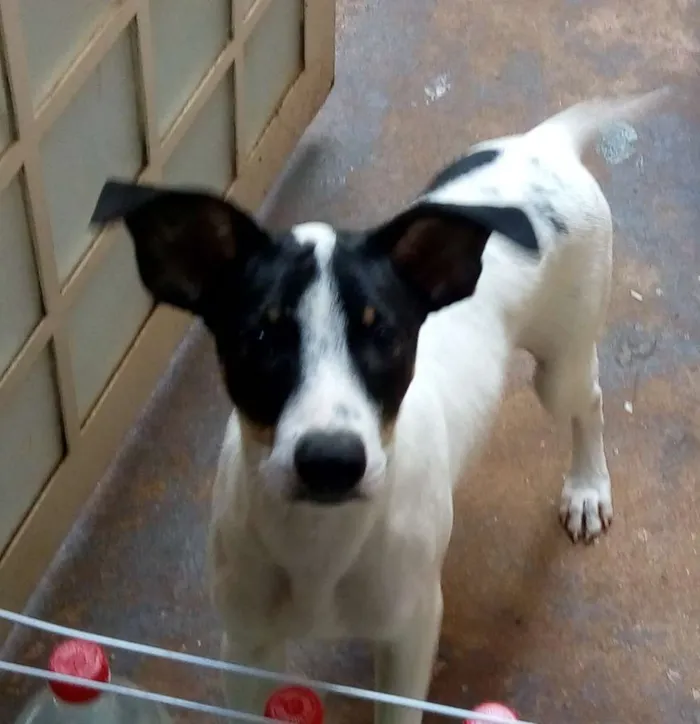 Cachorro ra a Srd idade 2 a 6 meses nome Sem nome