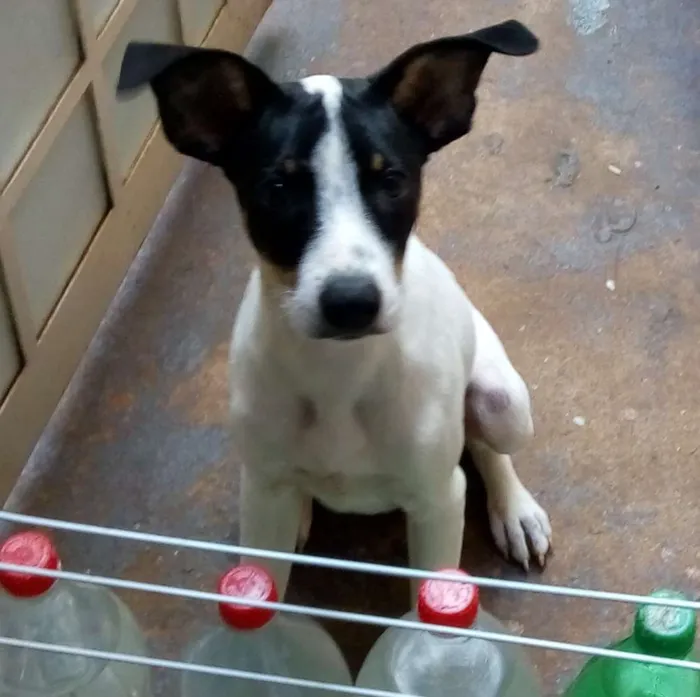 Cachorro ra a Srd idade 2 a 6 meses nome Sem nome