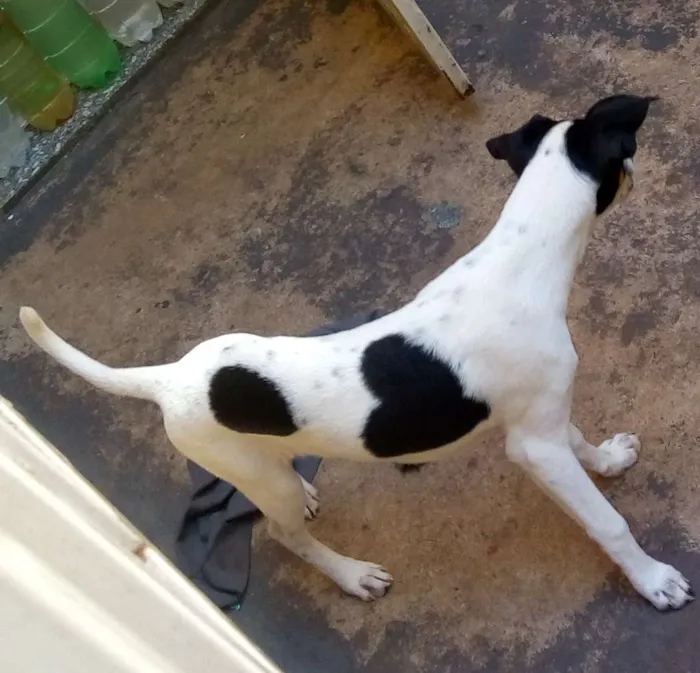 Cachorro ra a Srd idade 2 a 6 meses nome Sem nome