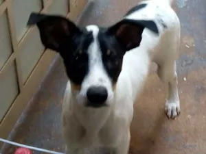 Cachorro raça Srd idade 2 a 6 meses nome Sem nome