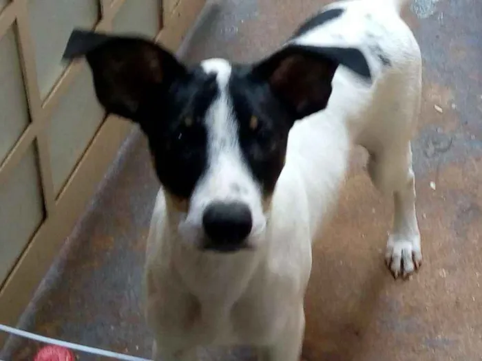 Cachorro ra a Srd idade 2 a 6 meses nome Sem nome