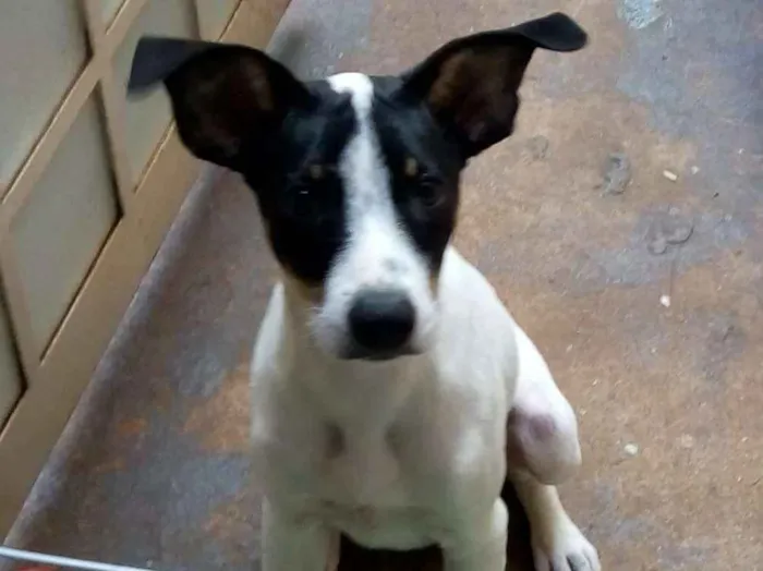 Cachorro ra a Srd idade 2 a 6 meses nome Sem nome