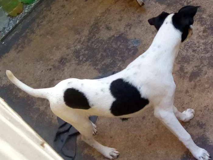 Cachorro ra a Srd idade 2 a 6 meses nome Sem nome