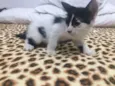 Gatinhos