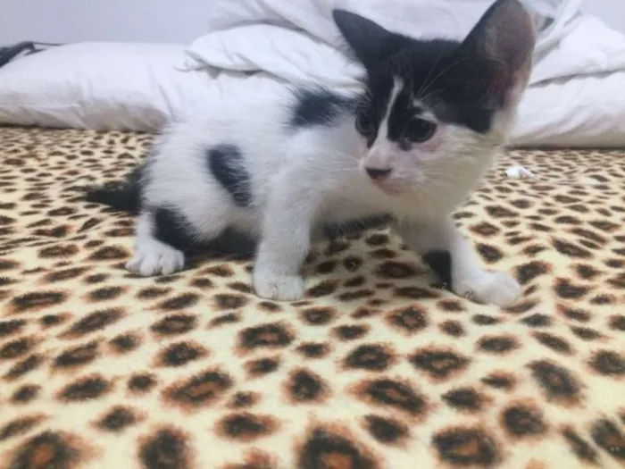 Gato raça SRD idade Abaixo de 2 meses nome Gatinhos