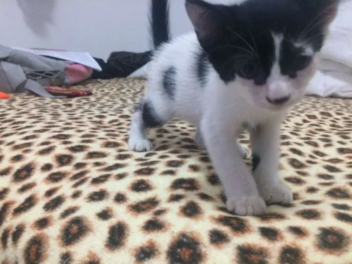Gato raça SRD idade Abaixo de 2 meses nome Gatinhos