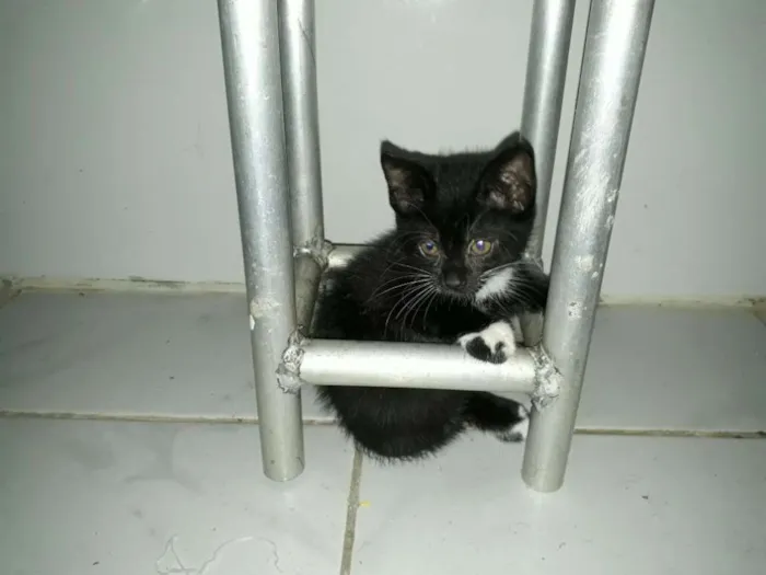Gato raça SRD idade Abaixo de 2 meses nome Gatinhos