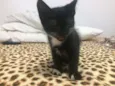 Gatinhos