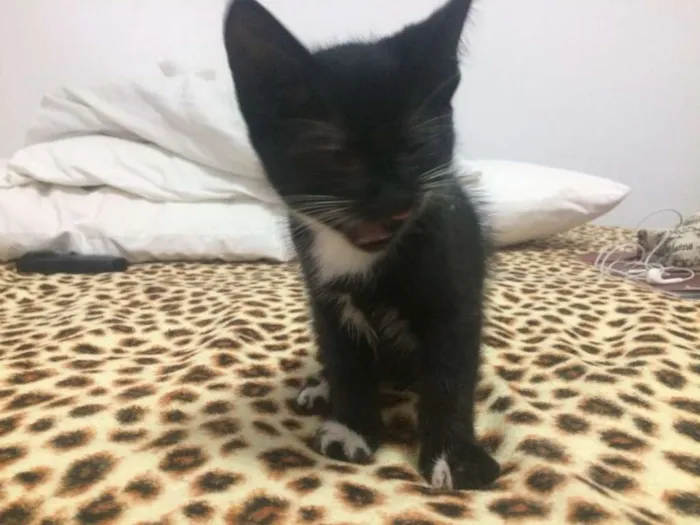 Gato raça SRD idade Abaixo de 2 meses nome Gatinhos