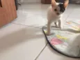 Gatinhos