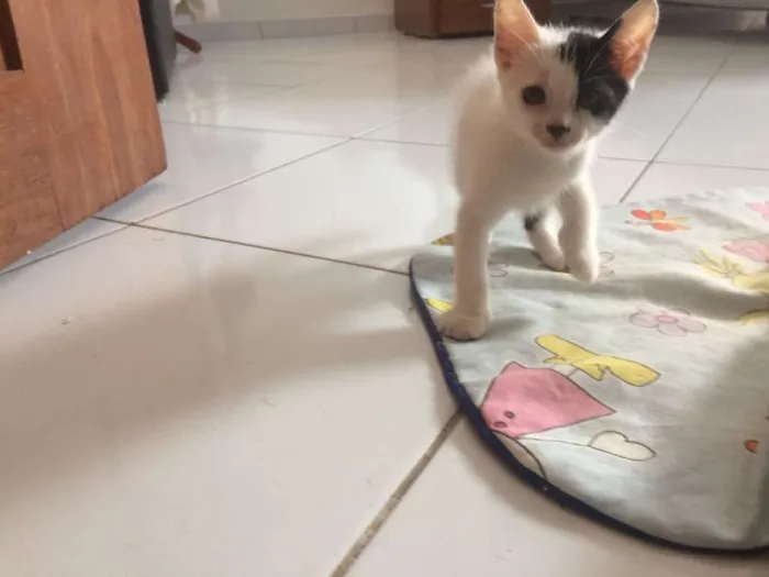 Gato raça SRD idade Abaixo de 2 meses nome Gatinhos