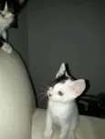 Gatinhos