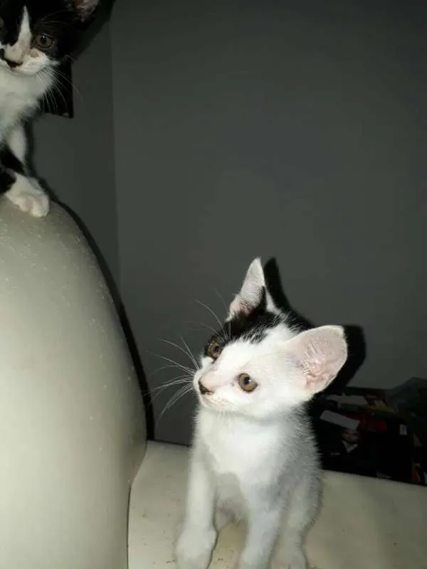 Gato raça SRD idade Abaixo de 2 meses nome Gatinhos