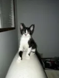 Gatinhos