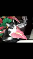Gatinhos