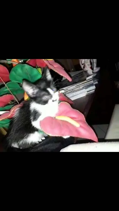 Gato raça SRD idade Abaixo de 2 meses nome Gatinhos