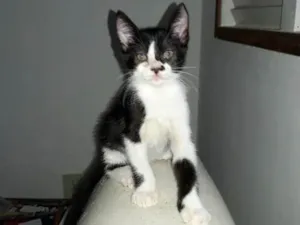 Gato raça SRD idade Abaixo de 2 meses nome Gatinhos
