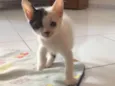 Gatinhos
