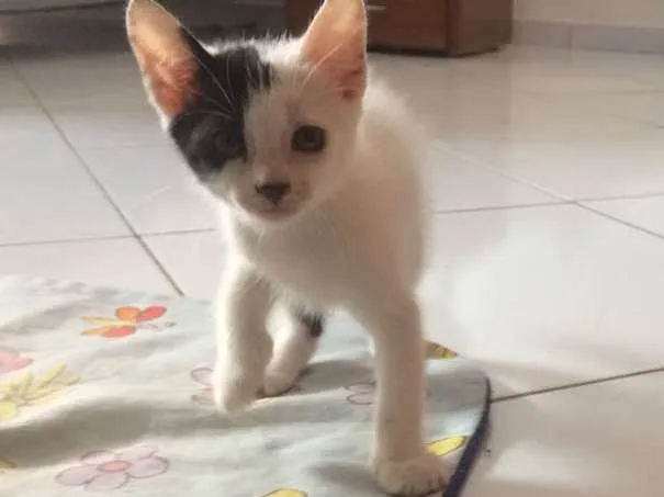 Gato raça SRD idade Abaixo de 2 meses nome Gatinhos