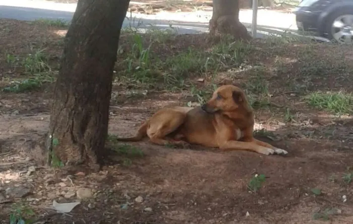 Cachorro ra a sem raça definida idade 5 anos nome Paçoca GRATIFICA