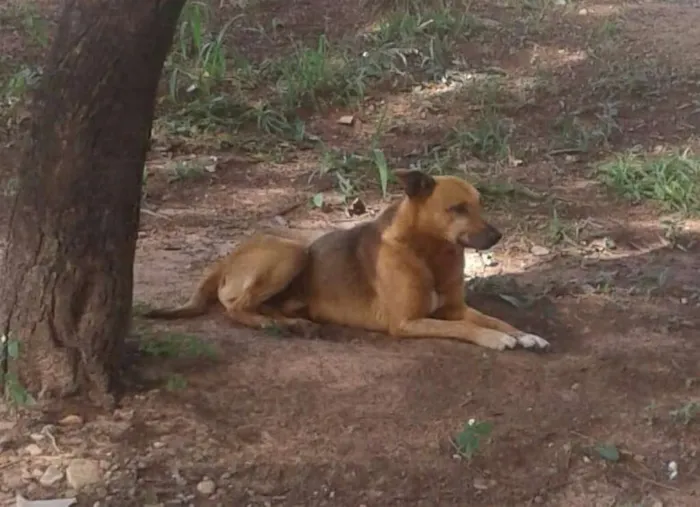 Cachorro ra a sem raça definida idade 5 anos nome Paçoca GRATIFICA