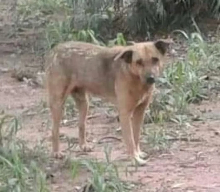 Cachorro ra a sem raça definida idade 5 anos nome Paçoca GRATIFICA