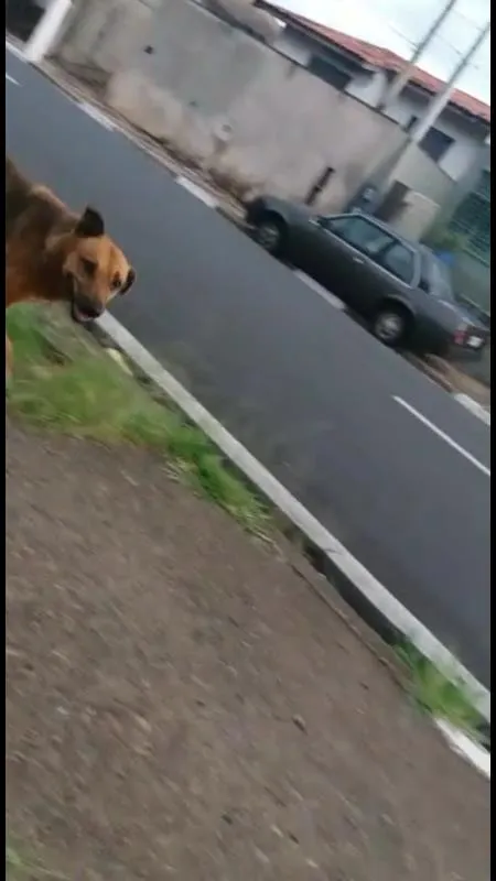 Cachorro ra a sem raça definida idade 5 anos nome Paçoca GRATIFICA