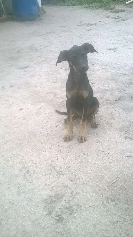 Cachorro raça SRD idade 2 a 6 meses nome Lua