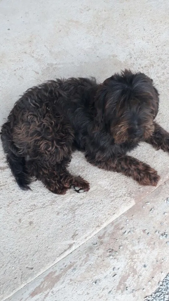 Cachorro ra a Poodle com vira lata idade 2 anos nome Marley