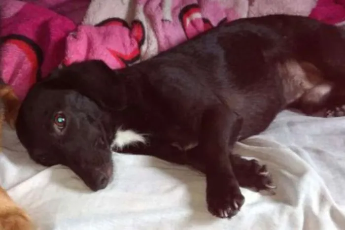 Cachorro ra a Basset-Cofap idade 1 ano nome Miguel